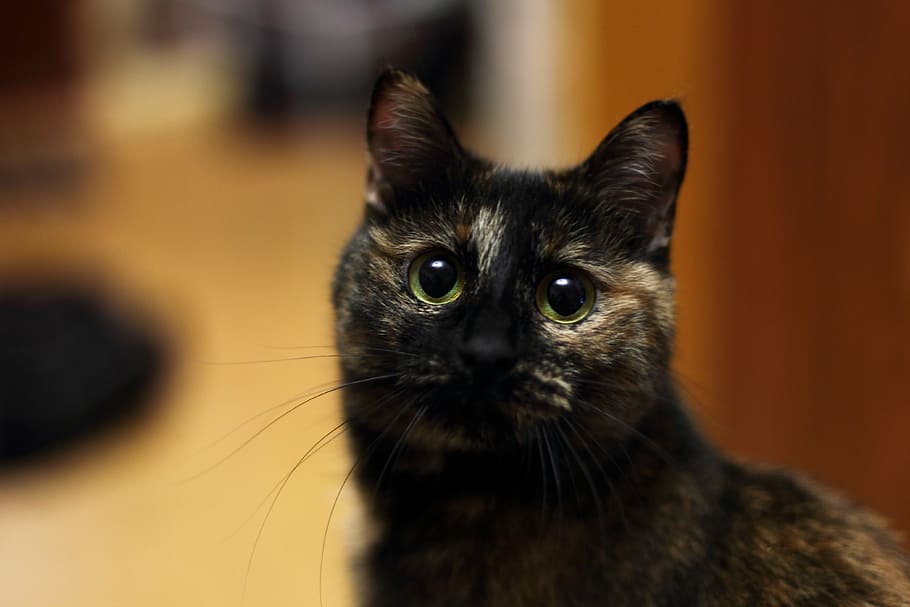 cat, bobtail, mammal, one animal, domestic, pets, domestic animals HD wallpaper