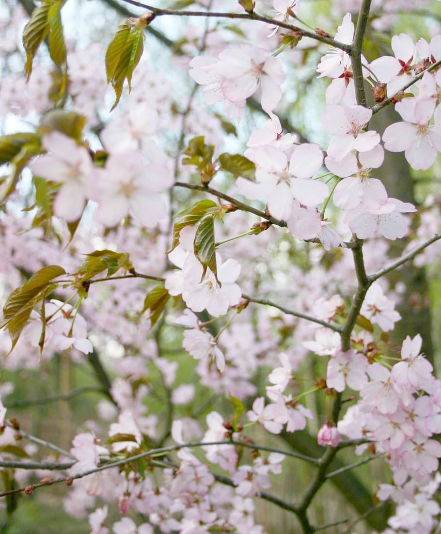 sakura, tree, bloom, pink, springtime, nature, branch, flower HD wallpaper