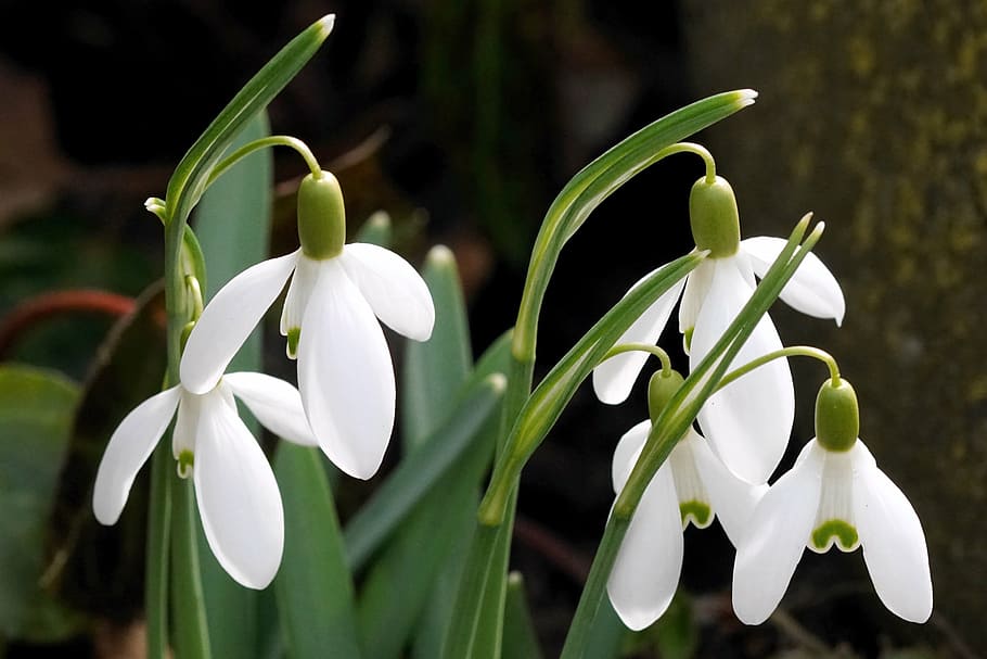 four white petaled flowers, snowdrop, spring, nature, early bloomer HD wallpaper