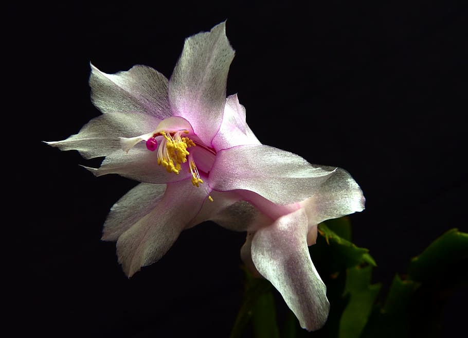 weihnachtskaktus, cactus, white, close, flower, flowering plant HD wallpaper