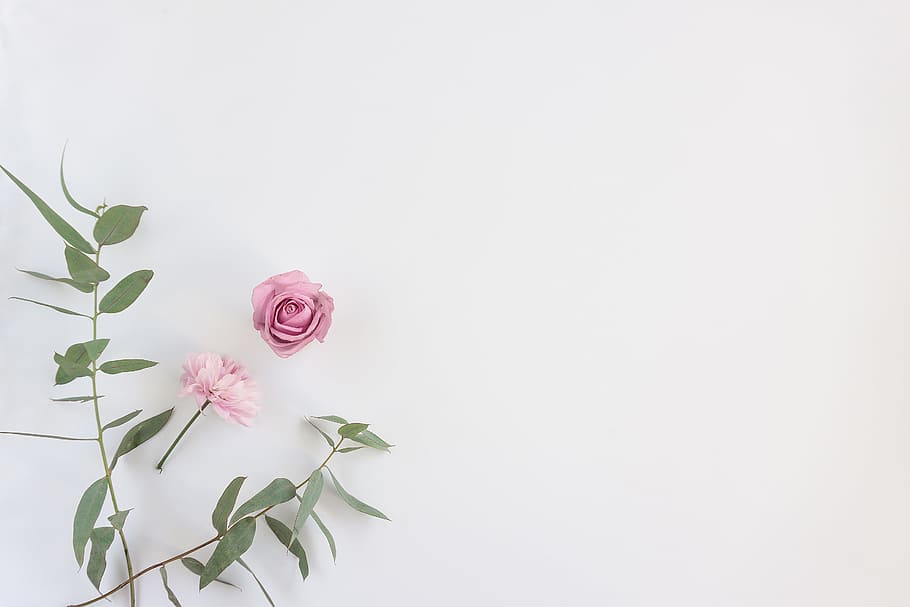 photo of pink petaled flower on white wall, flowers, background HD wallpaper