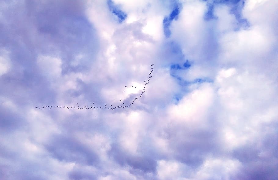 Geese, Clouds, Flying, Nature, Bird, sky, flight, goose, wildlife HD wallpaper