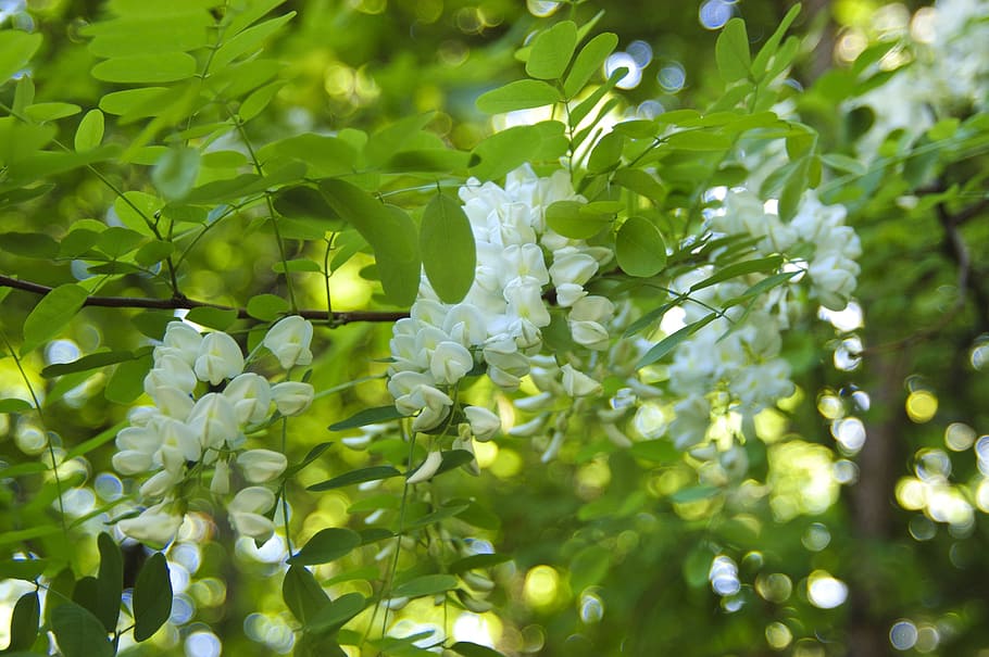 Acacia, Bloom, Tree, Flowers, White, plant, leaf, green color HD wallpaper