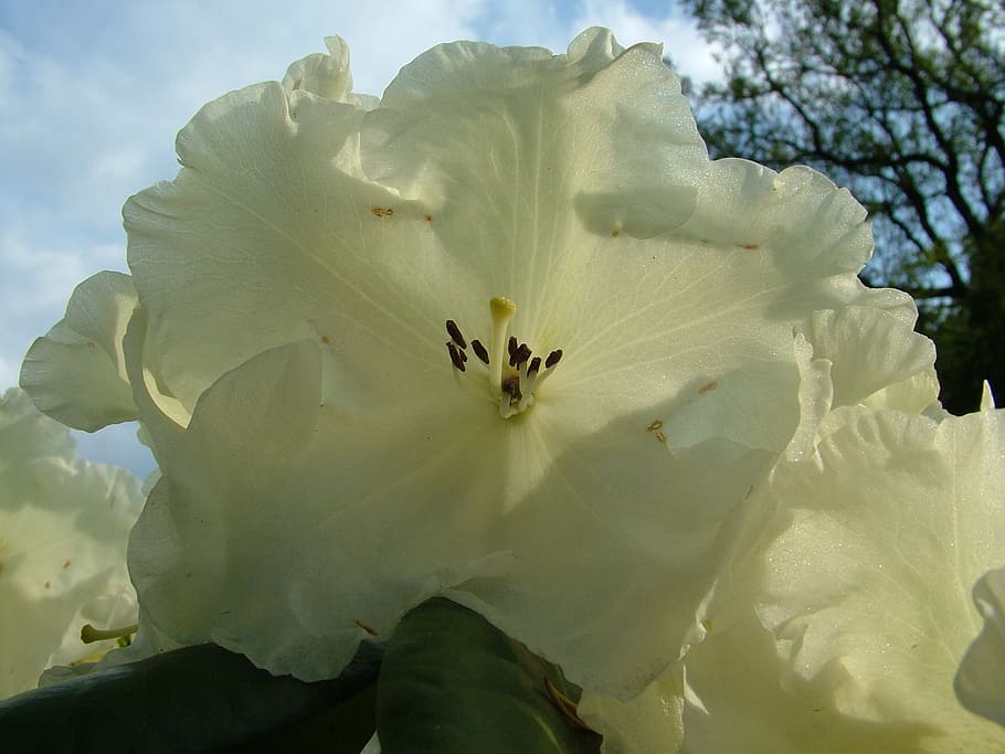 rhododendron, spring, blossom, bloom, flowering plant, vulnerability HD wallpaper