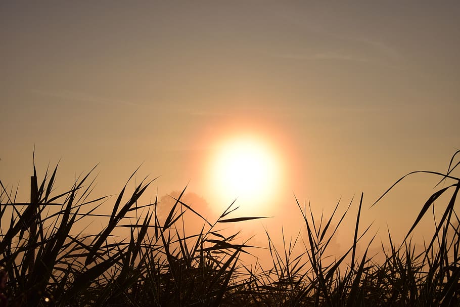 silhouette of grasses, sunrise, background, nature, mood, plant HD wallpaper