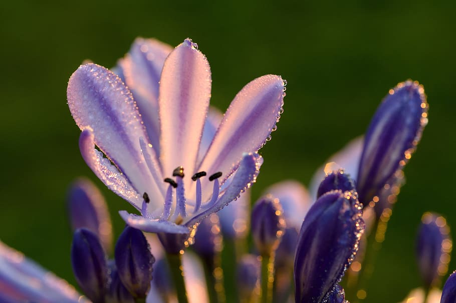 close up photo of purple flower during sunrise, agapanthus, lily of the nile, HD wallpaper