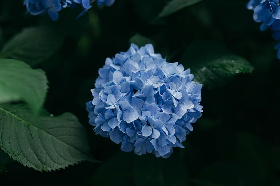 blue cluster flower, closeup photo of blue petaled flower, nature