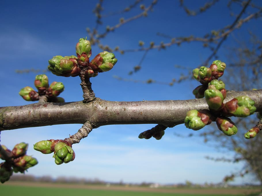cherry tree, buds, prunus, cerasus, spring, nature, branch HD wallpaper