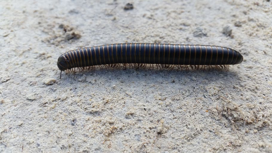 worm, caterpillar, centipede, black, animal, one animal, animal themes HD wallpaper