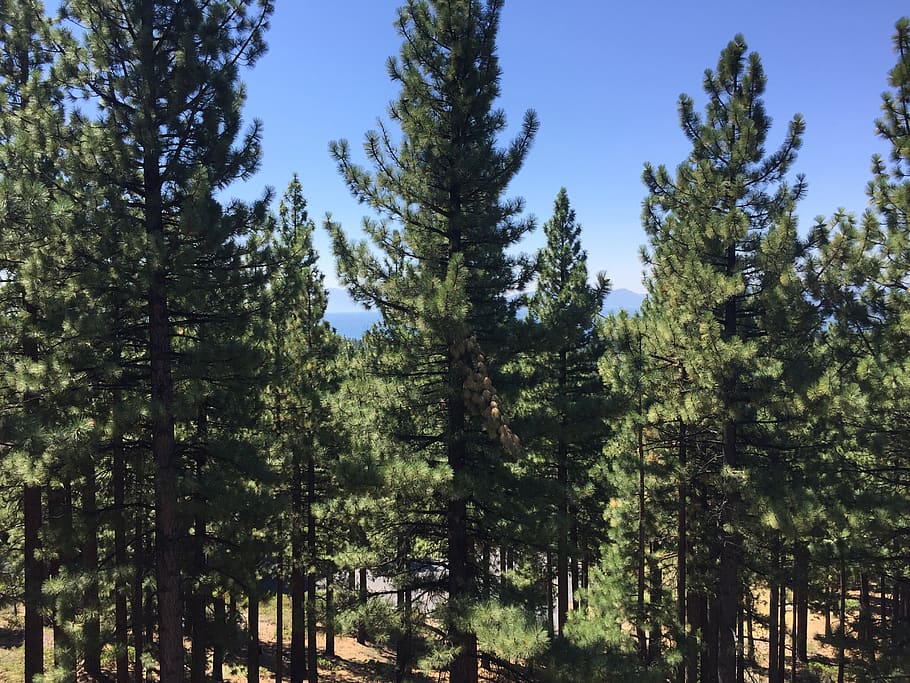 pine trees, lake view, plant, growth, beauty in nature, tranquility HD wallpaper