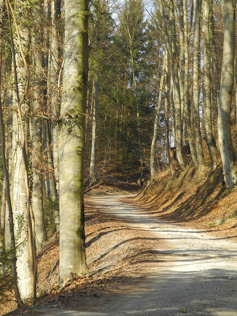 Forest, Path, Trees, Landscape, forest path, away, nature, outdoors HD wallpaper