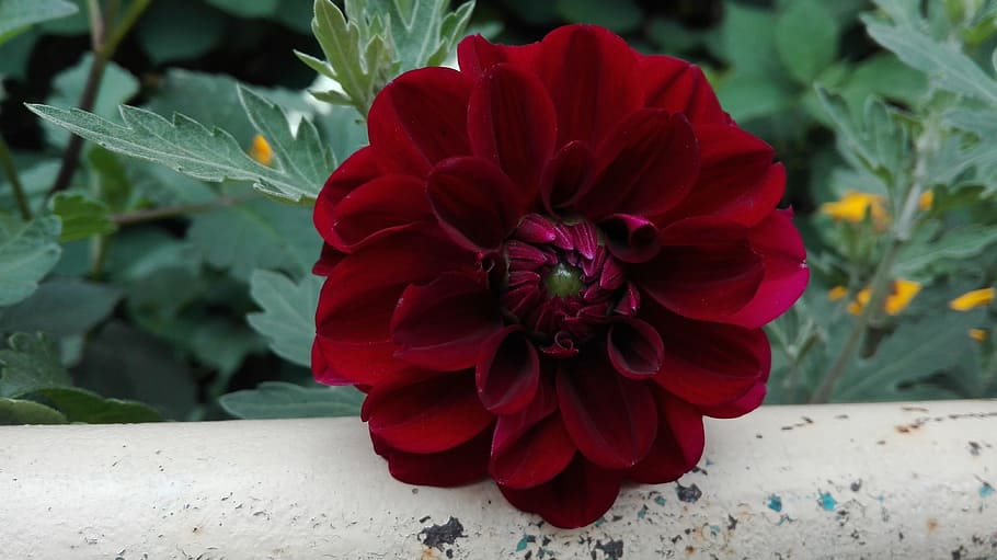 flowers, nature, august, flowering plant, beauty in nature HD wallpaper