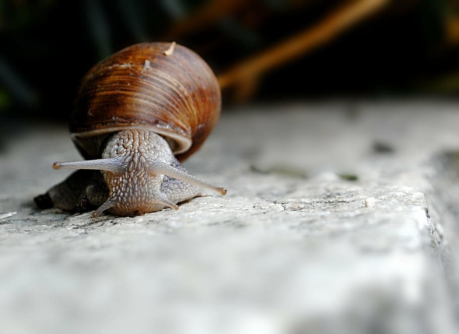 snail, shell, gastropod, grimace, nature, one animal, animal shell HD wallpaper