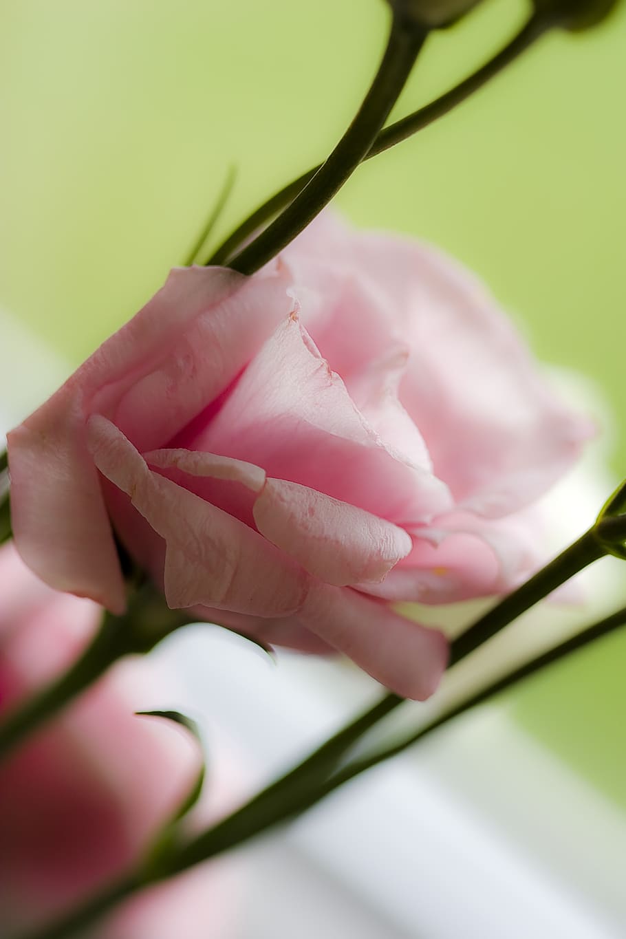rose, pink, leaf, flower, blossom, bloom, rose rose, nature HD wallpaper