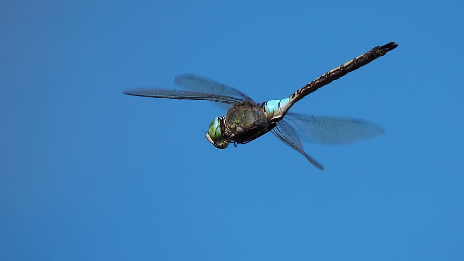 nature, insects, dragonfly, flight, macro, blue, one animal HD wallpaper