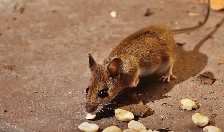 brown rat eating bunch of nuts, wood mouse, nager, cute, small, HD wallpaper