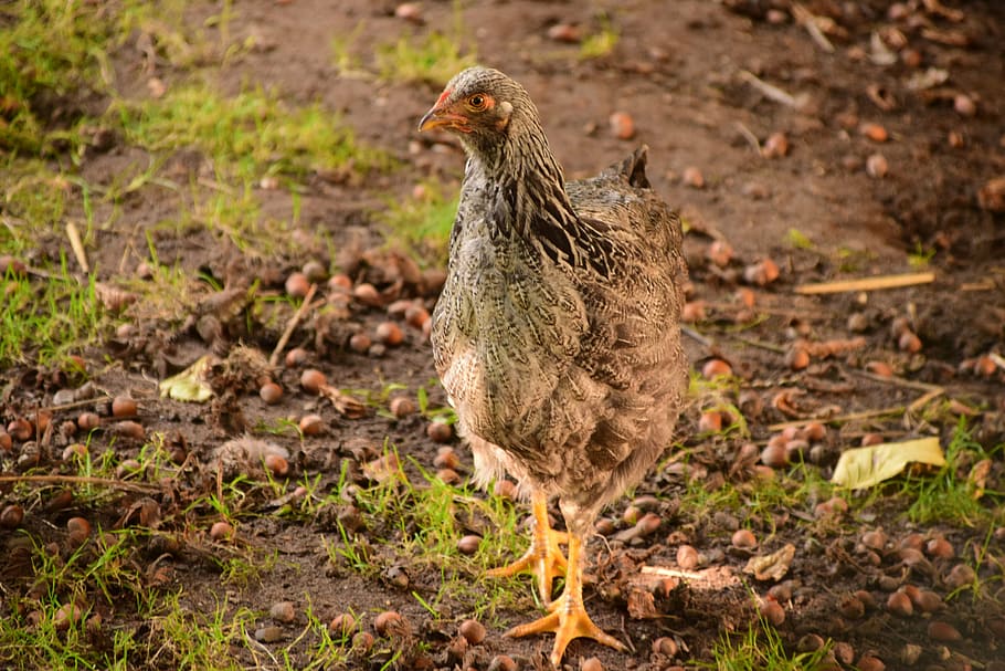 chicken, curious, hen, poultry, out, creature, plumage, bird HD wallpaper