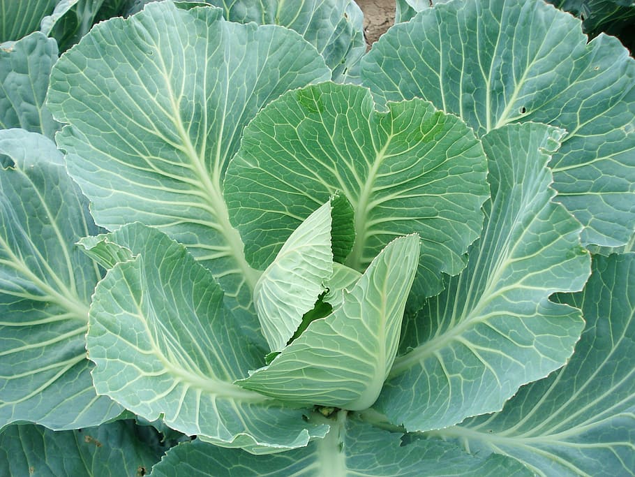 sprouts, cabbage, cabbage plants, vegetable, green color, leaf HD wallpaper