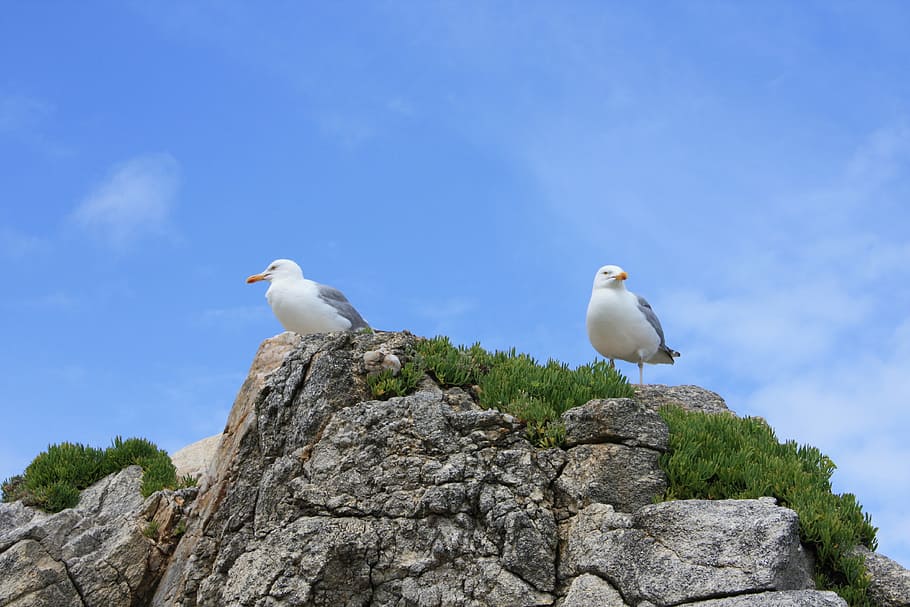 rock, gulls, bird, animal themes, vertebrate, animals in the wild HD wallpaper
