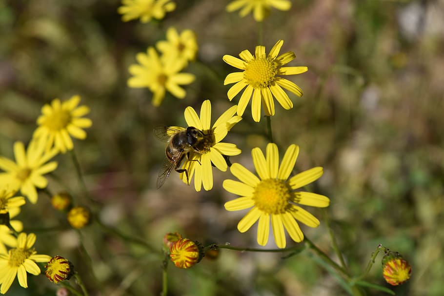 daisies, bee, insect, margaret, flower, insects, small wasp HD wallpaper