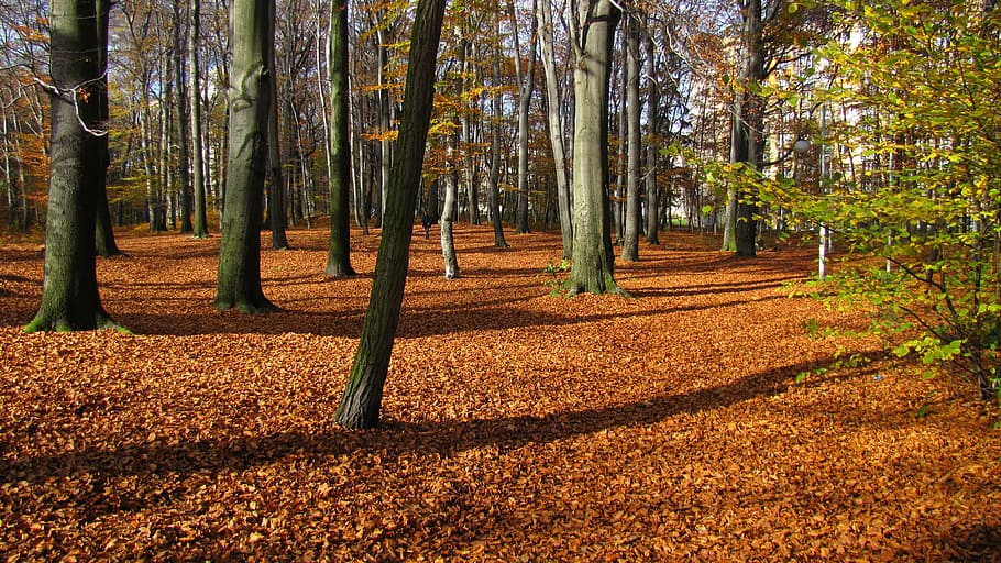 poland, forest, trees, leaves, fallen leaves, autumn, nature HD wallpaper