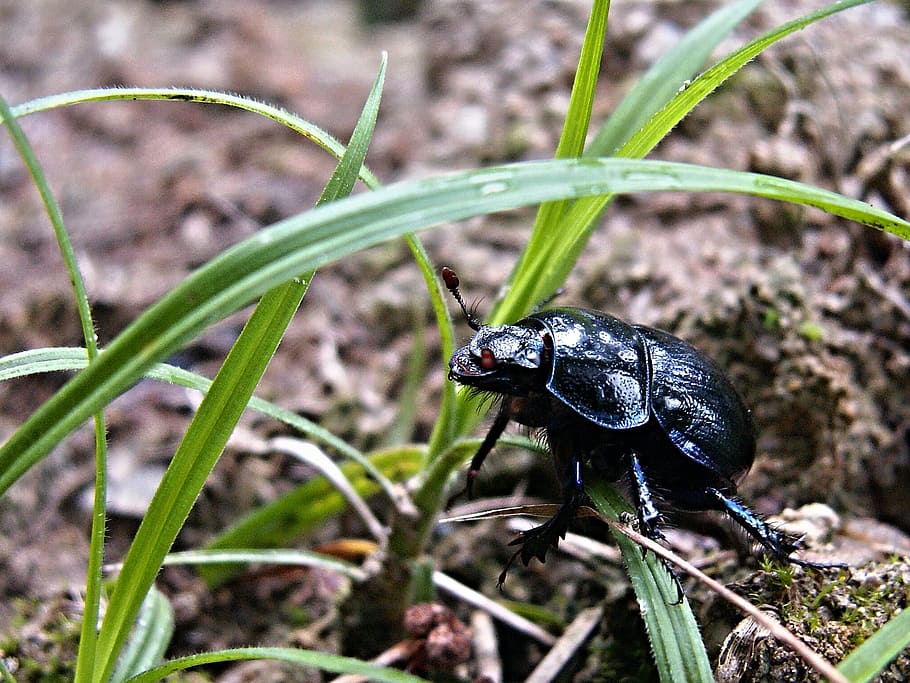 beetle, macro, black, dung beetles, animal themes, animal wildlife HD wallpaper