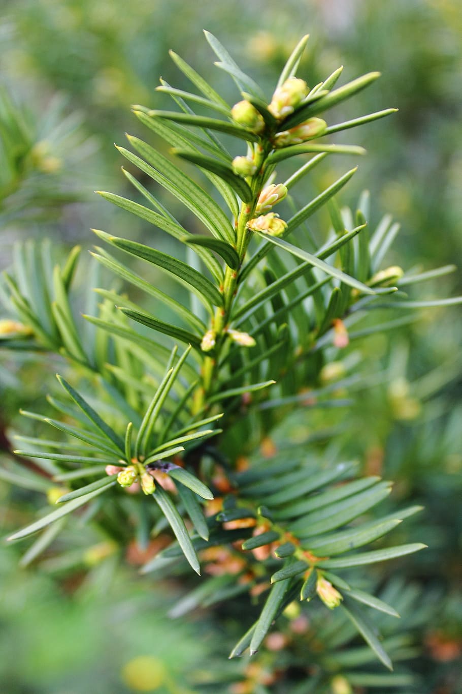 pine, christmas tree, needles, twigs, green, coniferous, the details of the HD wallpaper