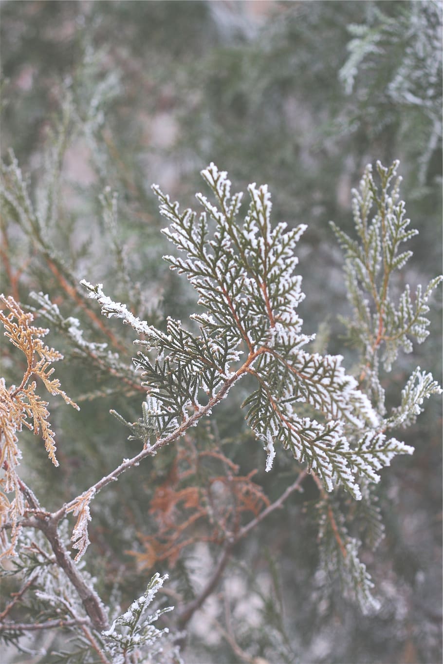 snow, leaves, branches, winter, plant, cold temperature, growth HD wallpaper