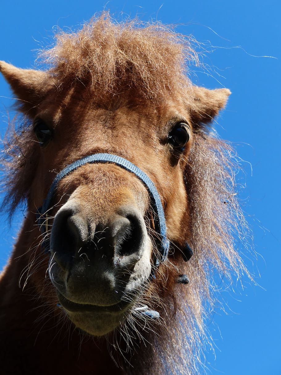 Shetland Pony, Head, Horse, funny, animal, fur, wuschelig, mane, HD wallpaper