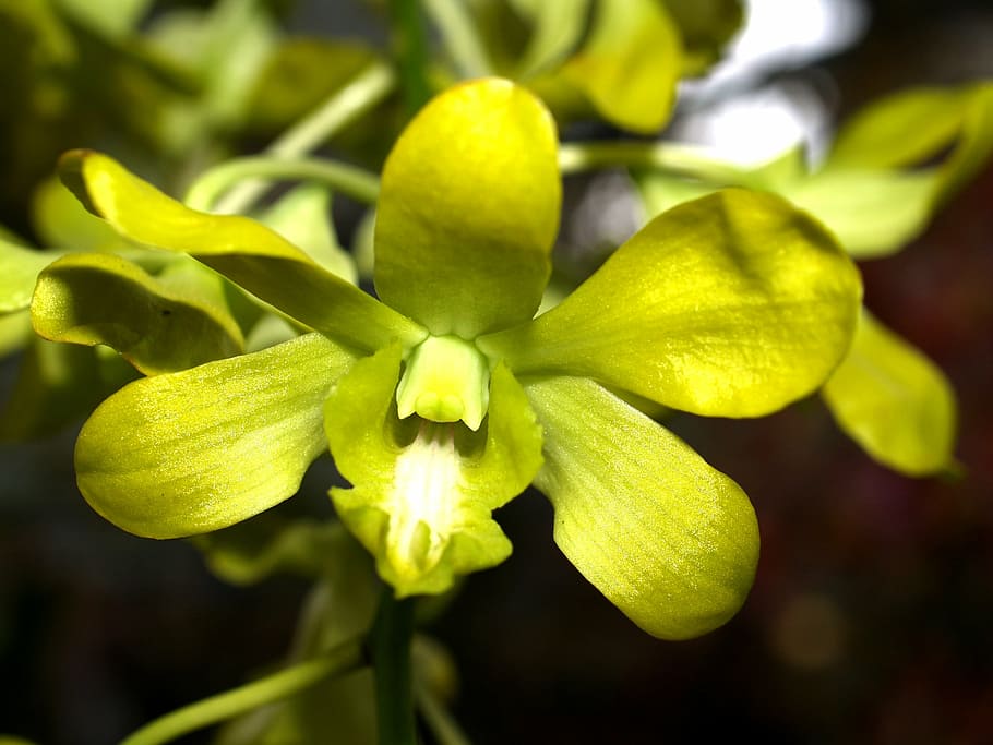 orchid, flower, bright, violet, flora, growth, decoration, bud HD wallpaper