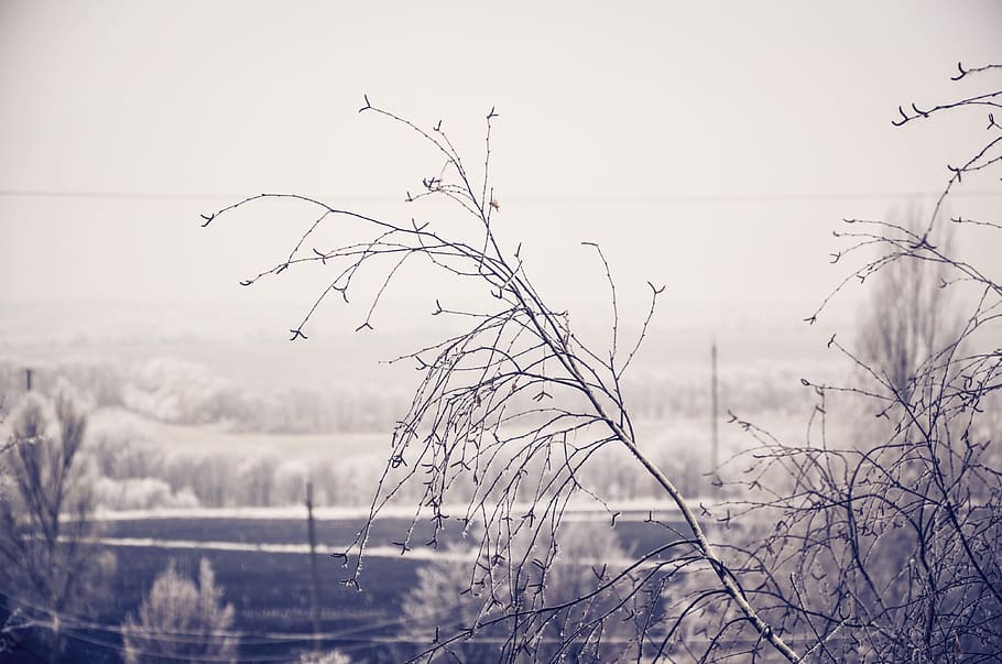 Winter, Tree, Snow, Cold, december, winter trees, frost, sky HD wallpaper