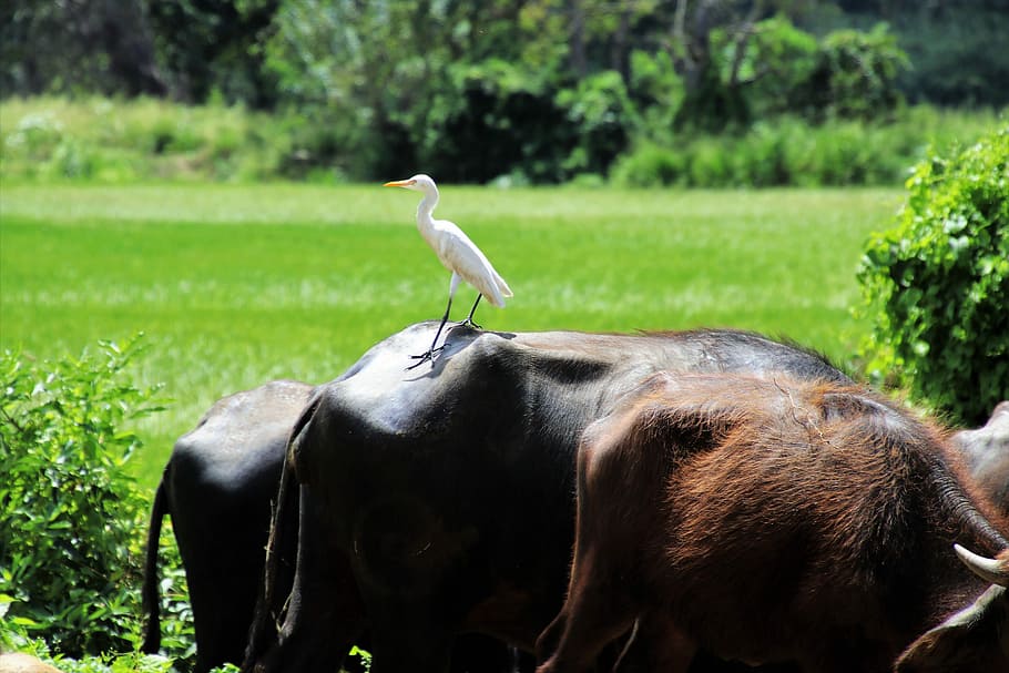 heron, nature, grass, animals, mammals, rural district, the environment HD wallpaper