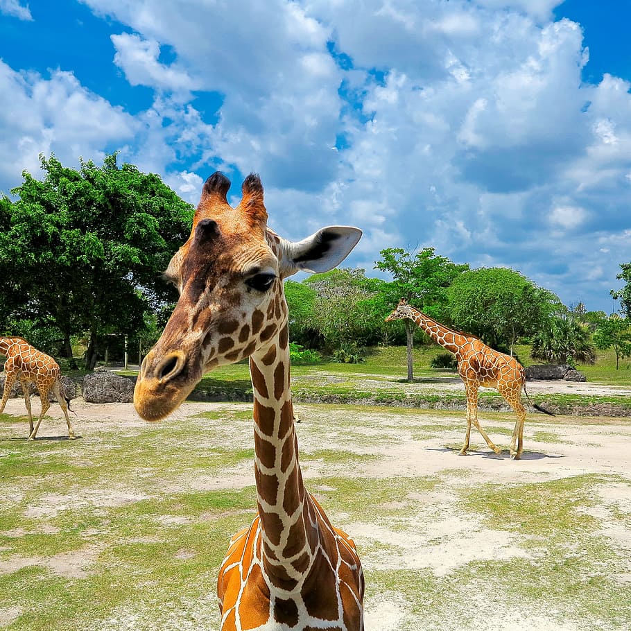 zoo, giraffe, animal, giraffe head, wild animal, savanna, sky, HD wallpaper