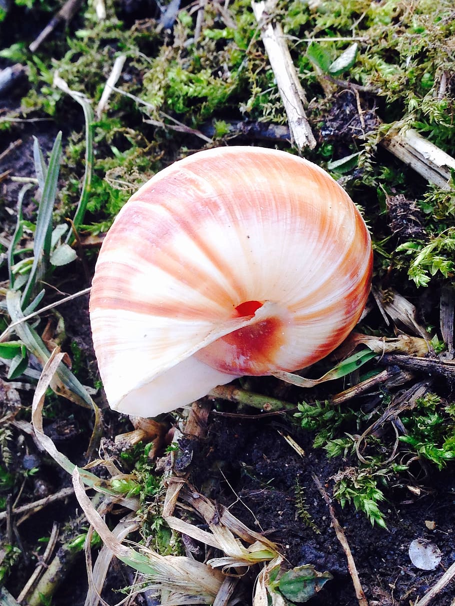 snail, grape snail, nature, vegetable, mushroom, land, field HD wallpaper