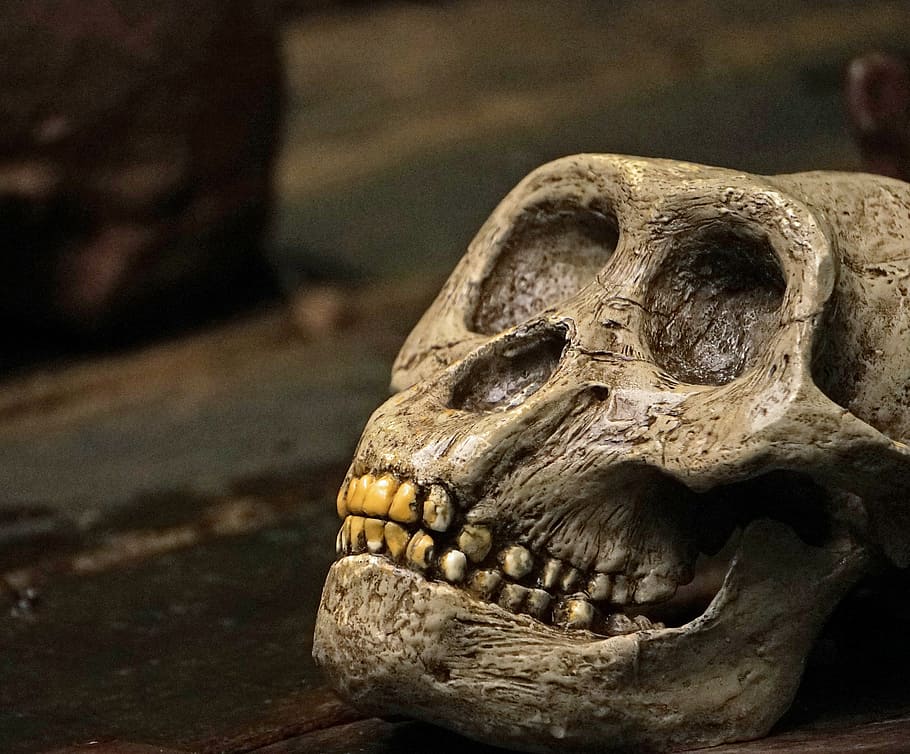 skull and crossbones, monkey skull, teeth, focus on foreground HD wallpaper