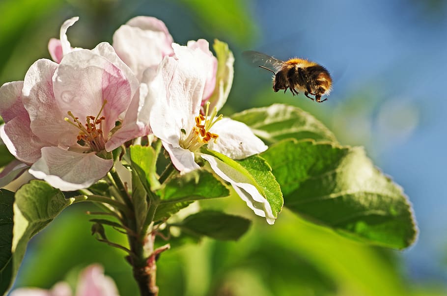 shallow focus lens photo of bee and flower, bumblebee, apple blossom HD wallpaper