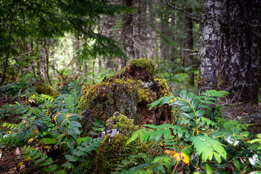 nature, tree, leaves, moss, forest, plant, land, growth, tree trunk HD wallpaper