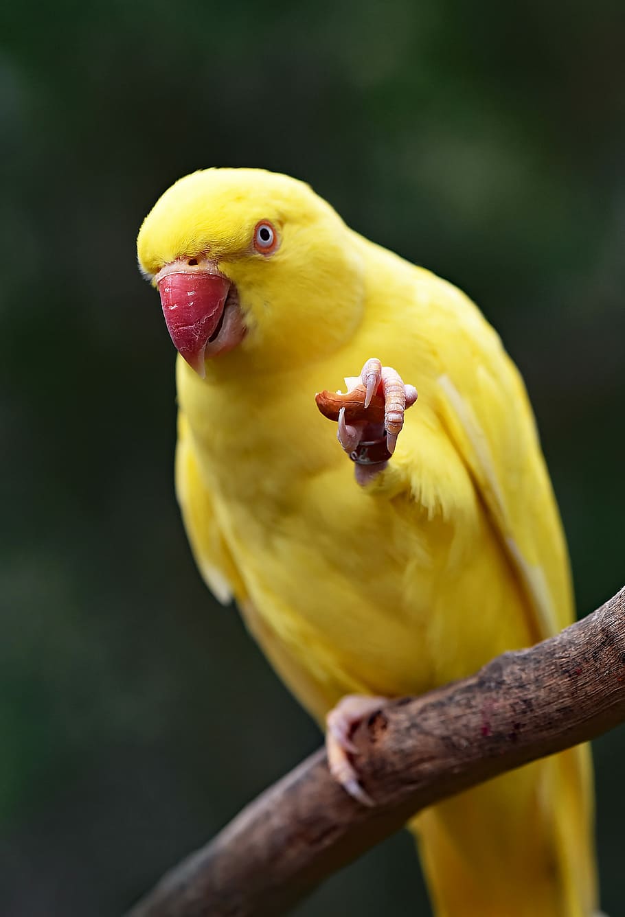 yellow parakeet on tree string, yellow bird, parrot, beak, branch HD wallpaper