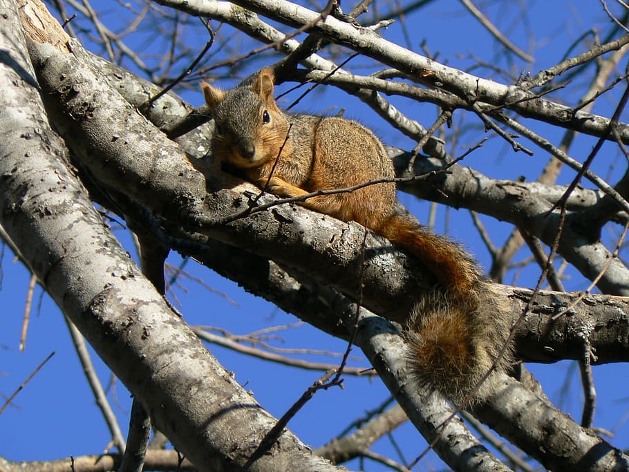 squirrel, relaxed, blue skies, bare tree, branches, animal HD wallpaper