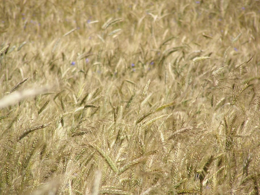 corn, field, summer, village, field crops, fields, view, poland village HD wallpaper