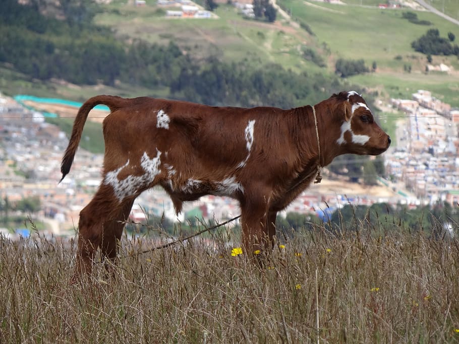 Cow, Steer, Standing, Nature, Outside, field, plants, country HD wallpaper