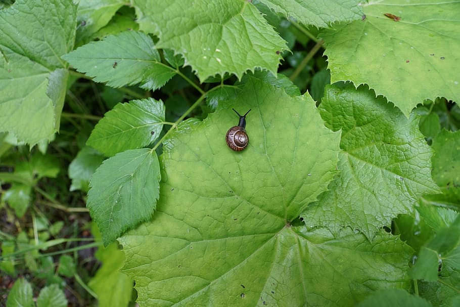 Snail, Leaf, green, green color, one animal, animal themes HD wallpaper