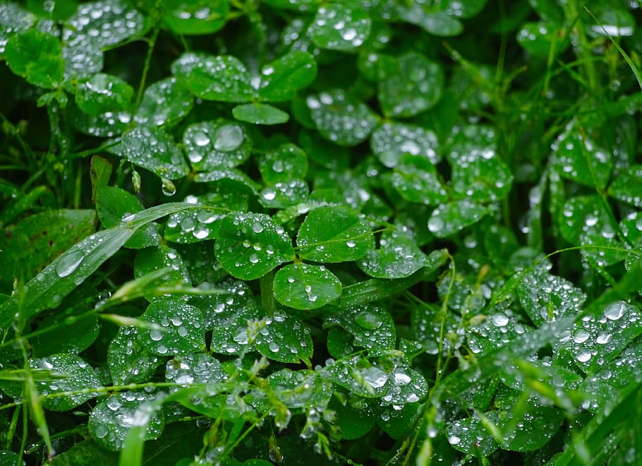 rain, trefoil, clover, drop, drop of water, shining, antomasako HD wallpaper
