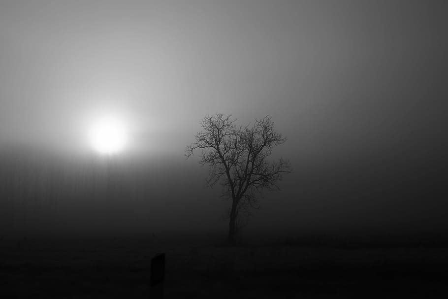 grayscale photo of bare tree, fog, landscape, forest, nature HD wallpaper