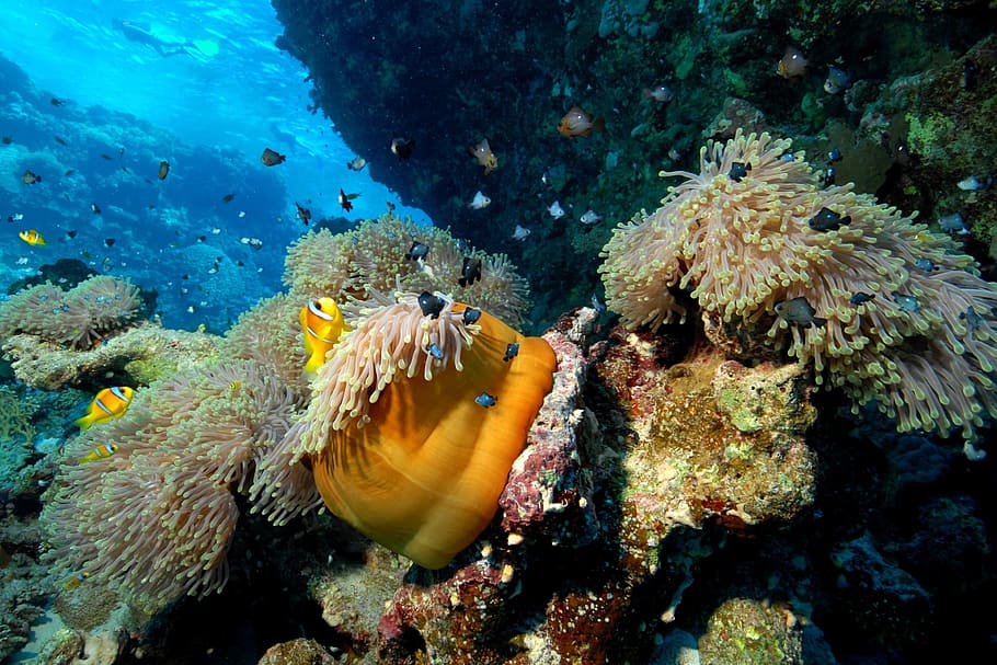 school of fish under body of water, diver, sea, diving, under water HD wallpaper