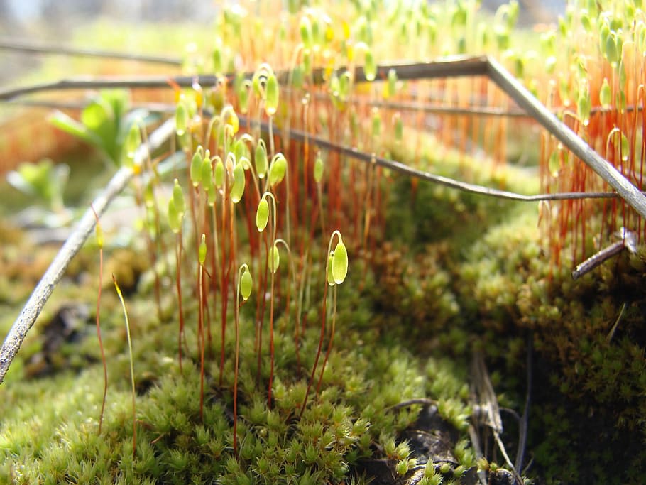 mosses, spring, nature, sun, silence, shadow, plant, growth HD wallpaper