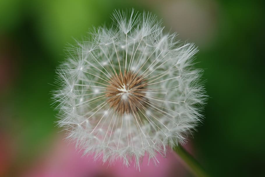 dandelion, fluff, spring, green, white, natural, drop of water HD wallpaper