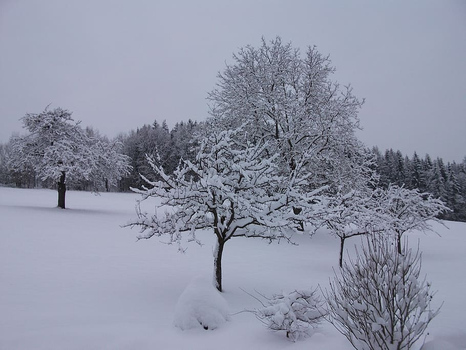 winter, snow, snow magic, winter forest, wintry, trees, snowy HD wallpaper