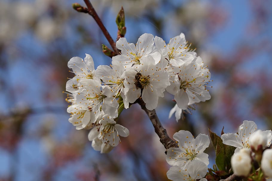 apple blossom, bee, spring, branch, tree, bloom, white blossom HD wallpaper