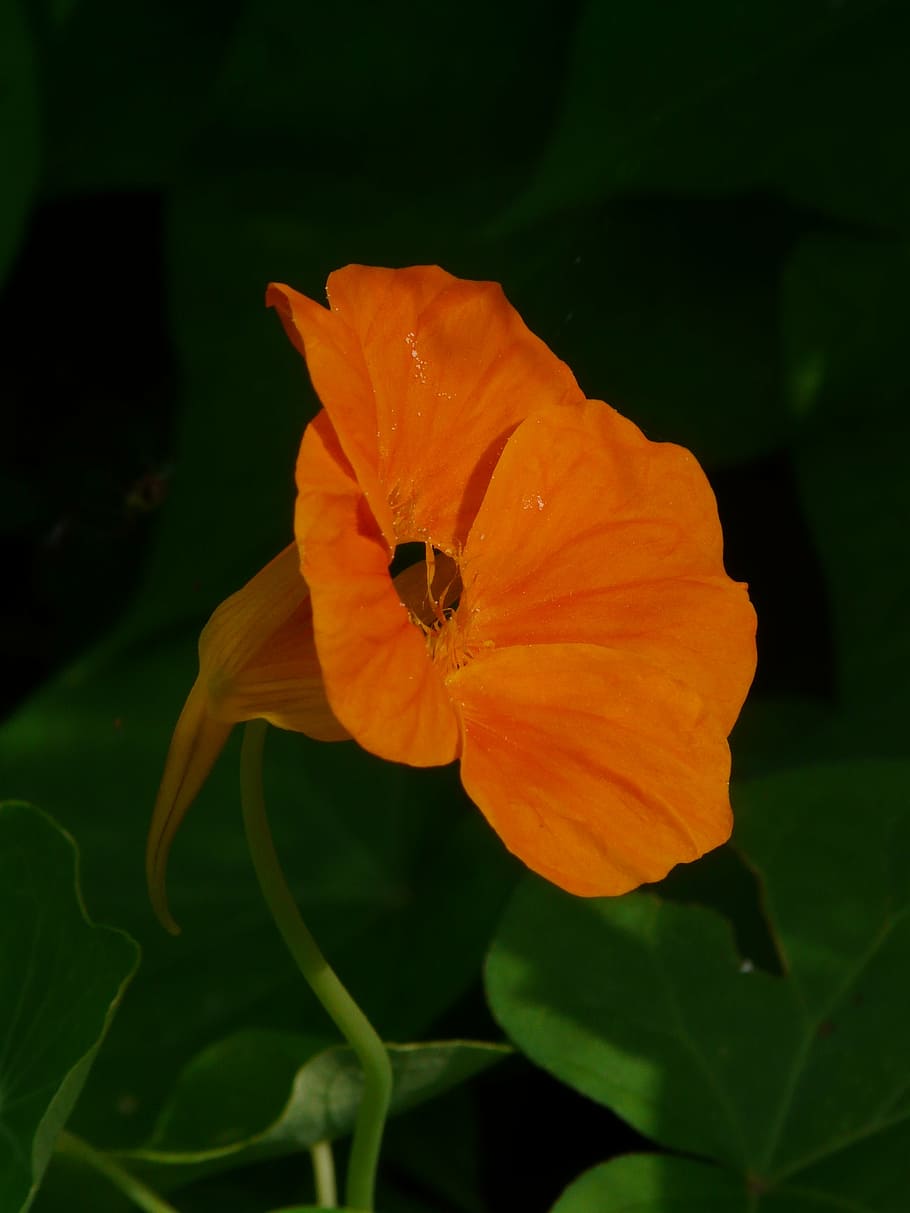 tropaeolum majus, blossom, bloom, nasturtium, carbine greenhouse, HD wallpaper